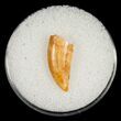 Raptor Tooth From Morocco #5067-1